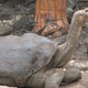 Imagen para el artículo titulado El apetito sexual de esta tortuga salvó a su especie, y ahora regresa a casa